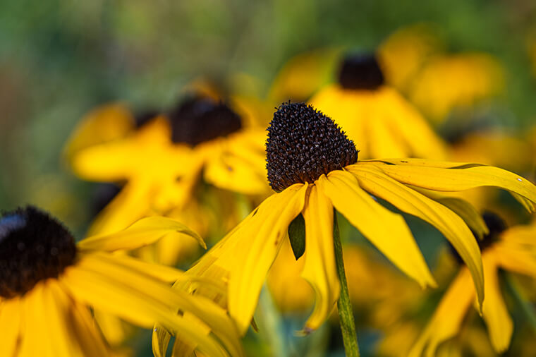 Rosengarten 02 - München - YouLoveBeauty