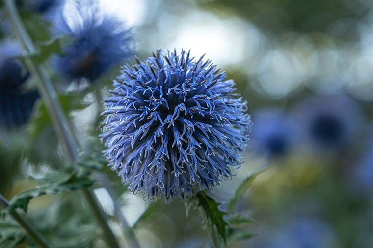 Rosengarten 07 - München - YouLoveBeauty