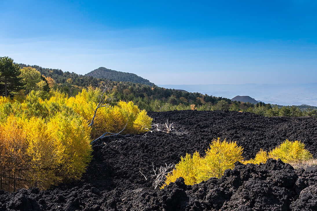 Vegetationsinseln inmitten der Lava - Meine Reise zum Ätna - YouLoveBeauty