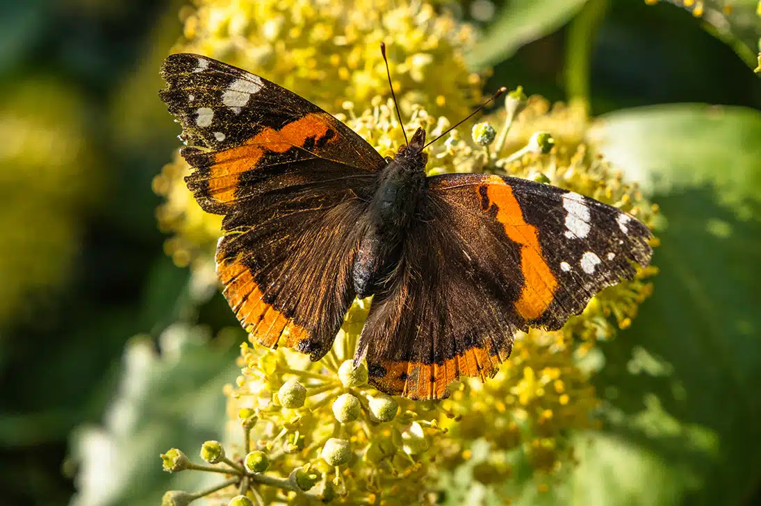 Provinz Catania - Schmetterling in der Timpa - YouLoveBeauty